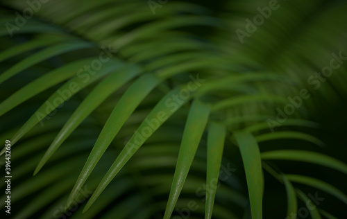 Tropical palm leaves background. Summer tropical leaf. Exotic hawaiian jungle  summertime party design for trendy poster  flyer  banner  card  cover  brochure. 3d render