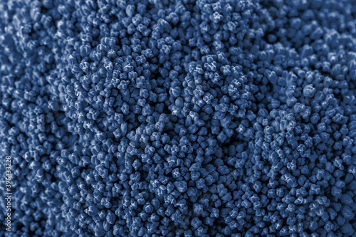 Broccoli background. Macro. Classic blue