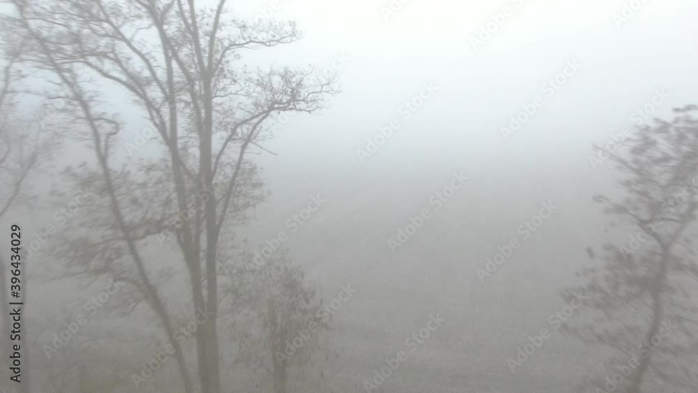 Misty morning forest, aerial camera moving forward through branches and between trees into the middle of nowhere Misty morning forest, aerial camera moving forward through branches and between trees into the middle of nowhere