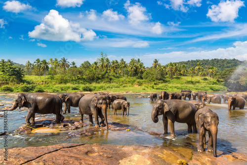Photography Herd of elephants in Sri Lanka