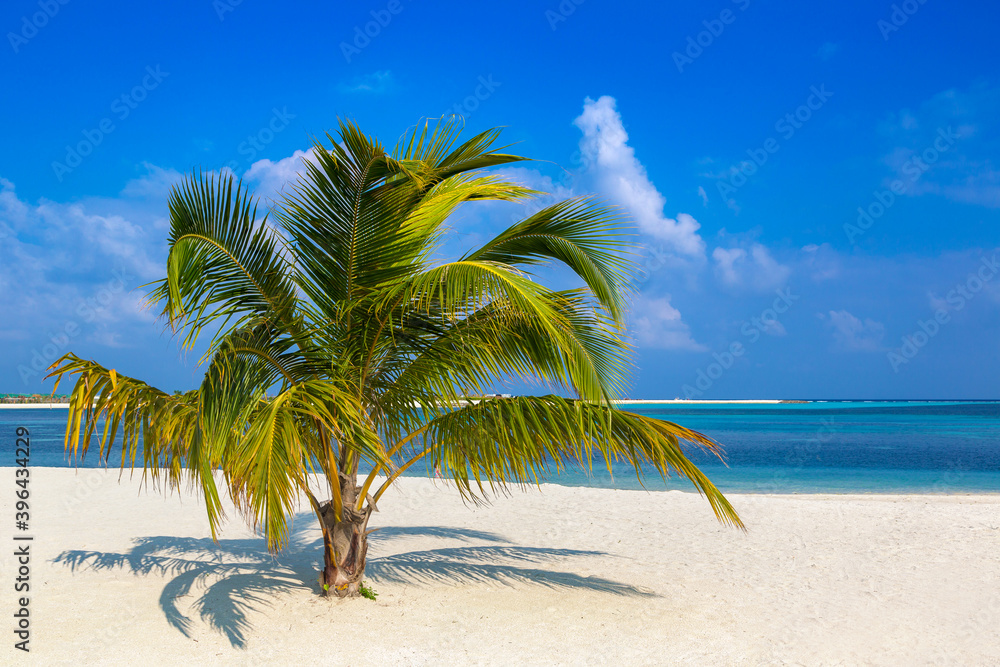 Obraz premium Tropical beach with single palm