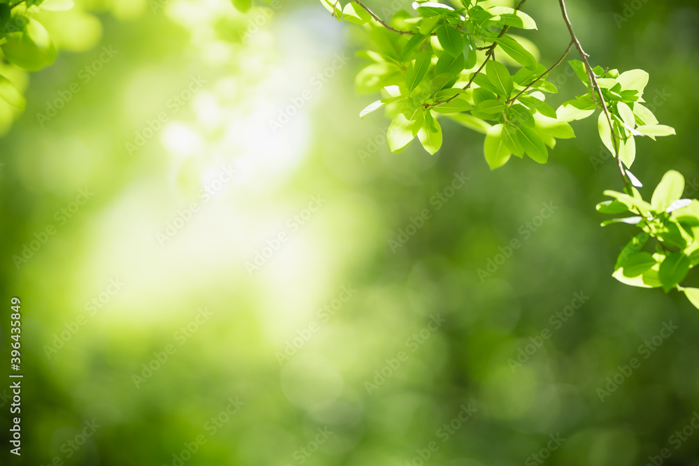 Beautiful nature view green leaf on blurred greenery background under sunlight with bokeh and copy space using as background natural plants landscape, ecology wallpaper concept. Beautiful nature view green leaf on blurred greenery background under sunlight with bokeh and copy space using as background natural plants landscape, ecology wallpaper concept.