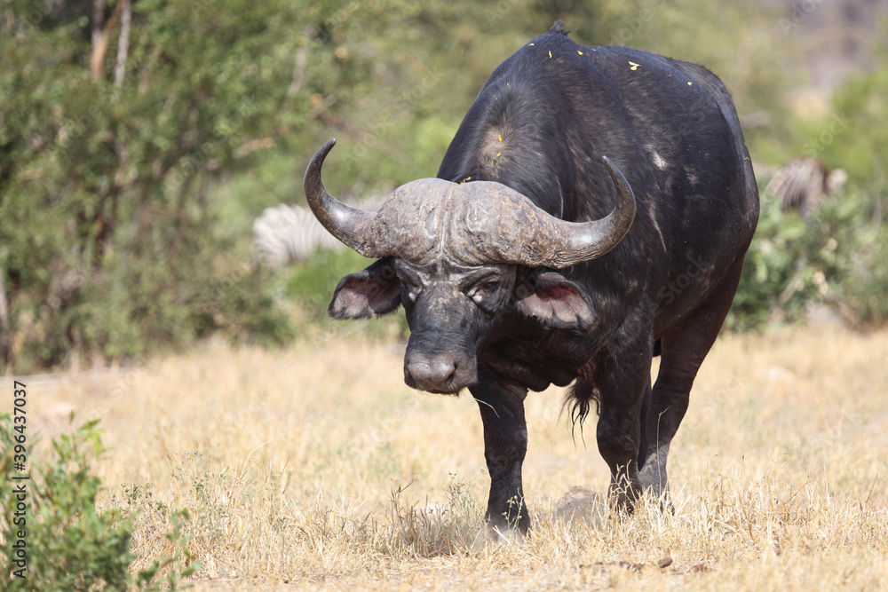 Kaffernbüffel / Buffalo / Syncerus caffer