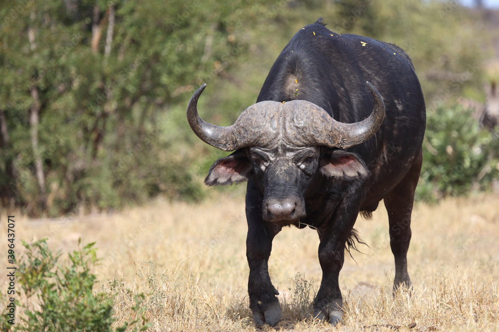 Kaffernbüffel / Buffalo / Syncerus caffer Kaffernbüffel / Buffalo / Syncerus caffer