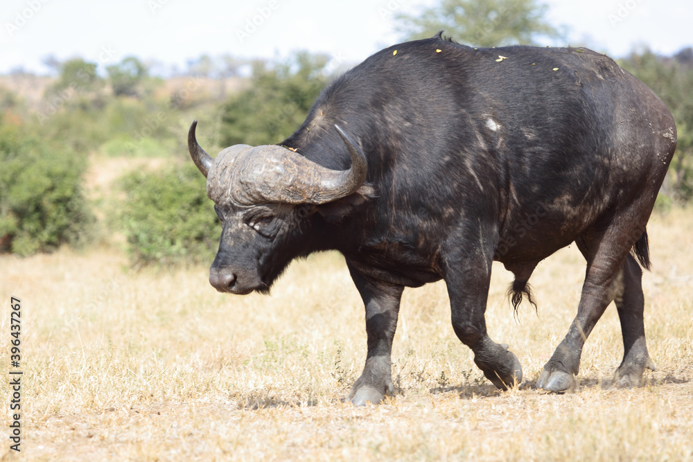 Kaffernbüffel / Buffalo / Syncerus caffer Kaffernbüffel / Buffalo / Syncerus caffer