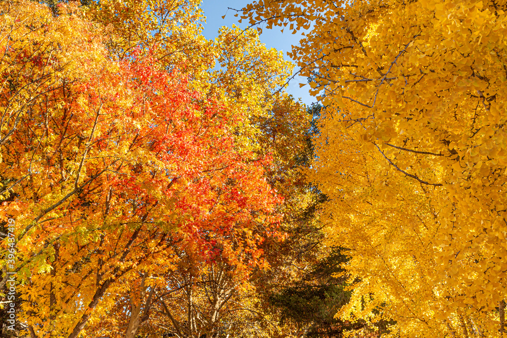 Beautiful autumn scene of oak trees creating a canopy of multi-colored leaves in a residential area