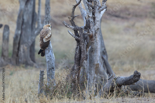 Wahlbergsadler / Wahlberg's Eagle / Aquila wahlbergi