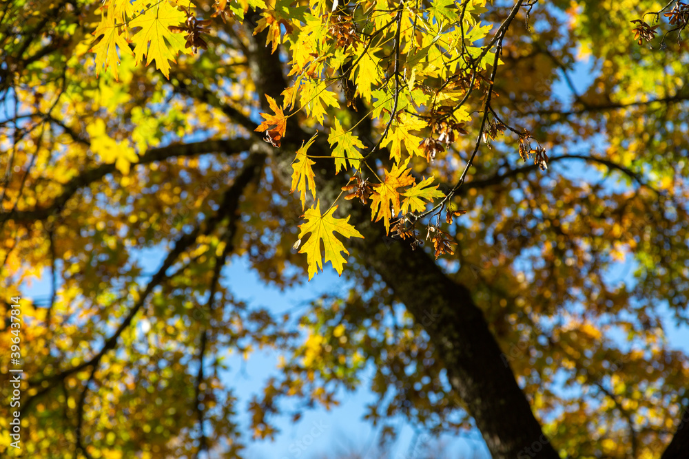 Yellow autumn leaves on tree in golden latte afternoon light Yellow autumn leaves on tree in golden latte afternoon light