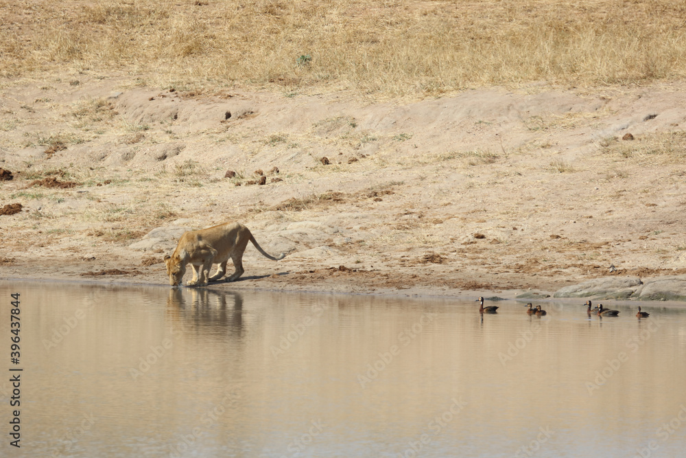Afrikanischer Löwe und Witwenpfeifgans / African lion and White-faced duck/ Panthera Leo et Dendrocygna viduata. Afrikanischer Löwe und Witwenpfeifgans / African lion and White-faced duck/ Panthera Leo et Dendrocygna viduata.