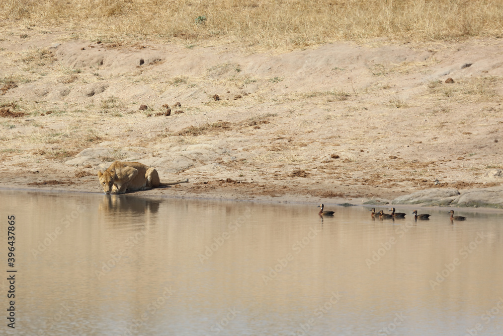 Afrikanischer Löwe und Witwenpfeifgans / African lion and White-faced duck/ Panthera Leo et Dendrocygna viduata. Afrikanischer Löwe und Witwenpfeifgans / African lion and White-faced duck/ Panthera Leo et Dendrocygna viduata.