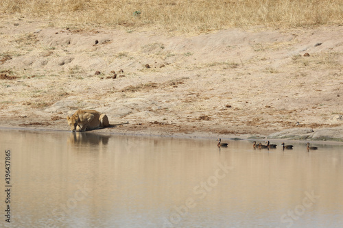Afrikanischer Löwe und Witwenpfeifgans / African lion and White-faced duck/ Panthera Leo et Dendrocygna viduata.