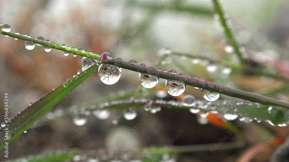 Water Dew Droplets on Herb Leave.Atmospheric moisture condenses at resulting in the formation. Vapour condense droplet fog aerosol tiny fogs vapor aqueous gaseous convection humidity concentration 4K Water Dew Droplets on Herb Leave.Atmospheric moisture condenses at resulting in the formation. Vapour condense droplet fog aerosol tiny fogs vapor aqueous gaseous convection humidity concentration 4K