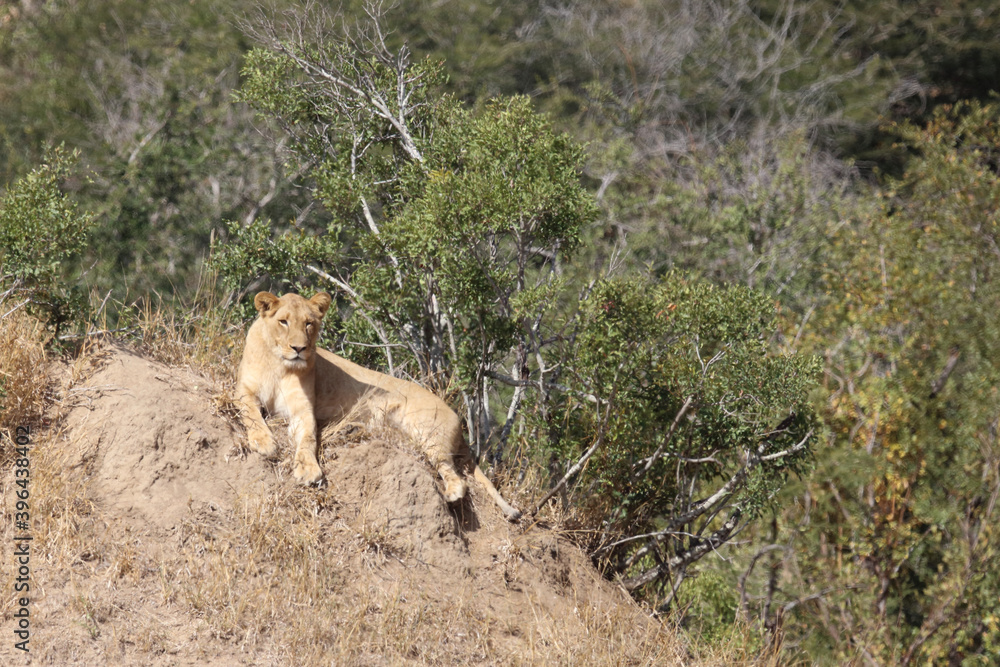 Afrikanischer Löwe / African lion / Panthera Leo. Afrikanischer Löwe / African lion / Panthera Leo.