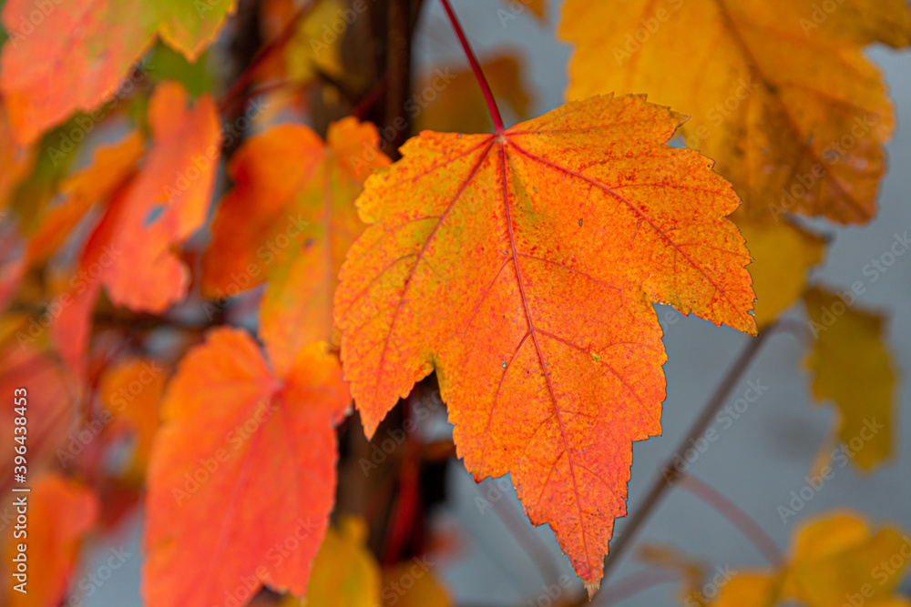 Closeup of leaves with fall colors. Leaves are deep red, orange, yellow and green colors.