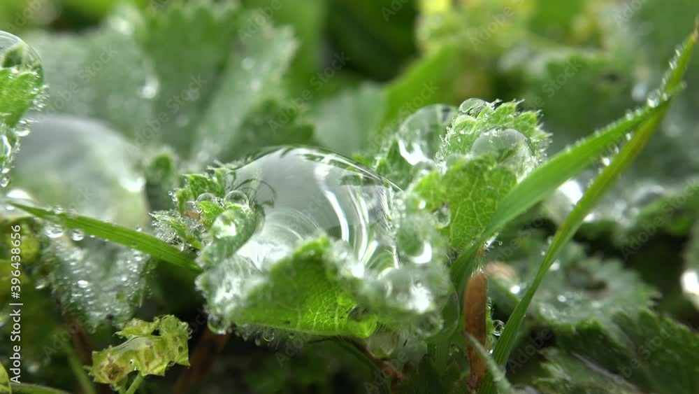 Water Dew Droplets on Herb Leave.Atmospheric moisture condenses at resulting in the formation. Vapour condense droplet fog aerosol tiny fogs vapor aqueous gaseous convection humidity concentration 4K Water Dew Droplets on Herb Leave.Atmospheric moisture condenses at resulting in the formation. Vapour condense droplet fog aerosol tiny fogs vapor aqueous gaseous convection humidity concentration 4K