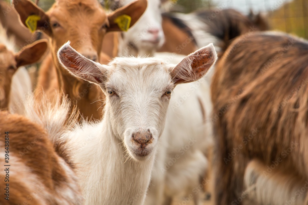 Goat farming. Domestic goats on a farm Goat farming. Domestic goats on a farm