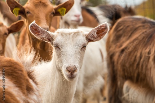 Goat farming. Domestic goats on a farm © mystockvideo/photo