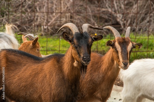 Goat farming. Domestic goats on a farm