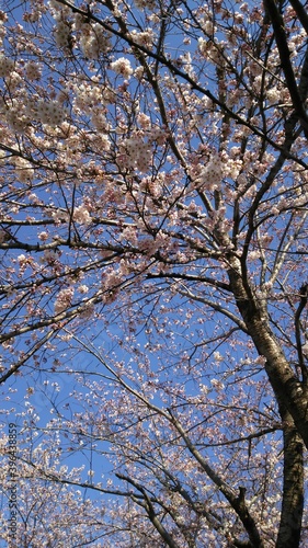 春に満開のソメイヨシノ