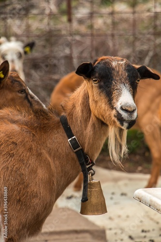 Goat farming. Domestic goats on a farm