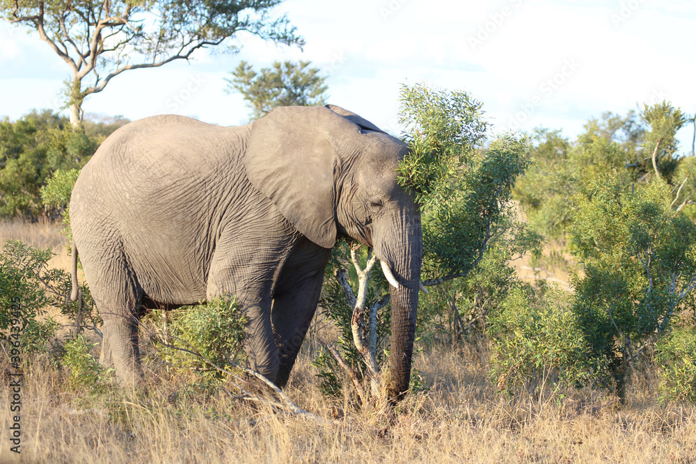 Fototapeta premium Afrikanischer Elefant / African elephant / Loxodonta africana