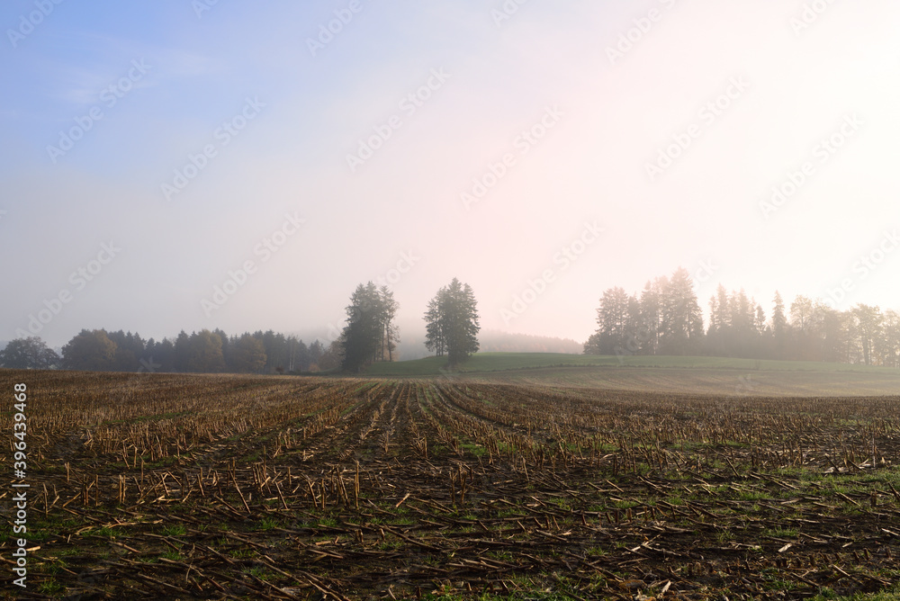 Obraz premium Autumn landscape in Bavaria with a harvested corn field in front of rising fog in the morning