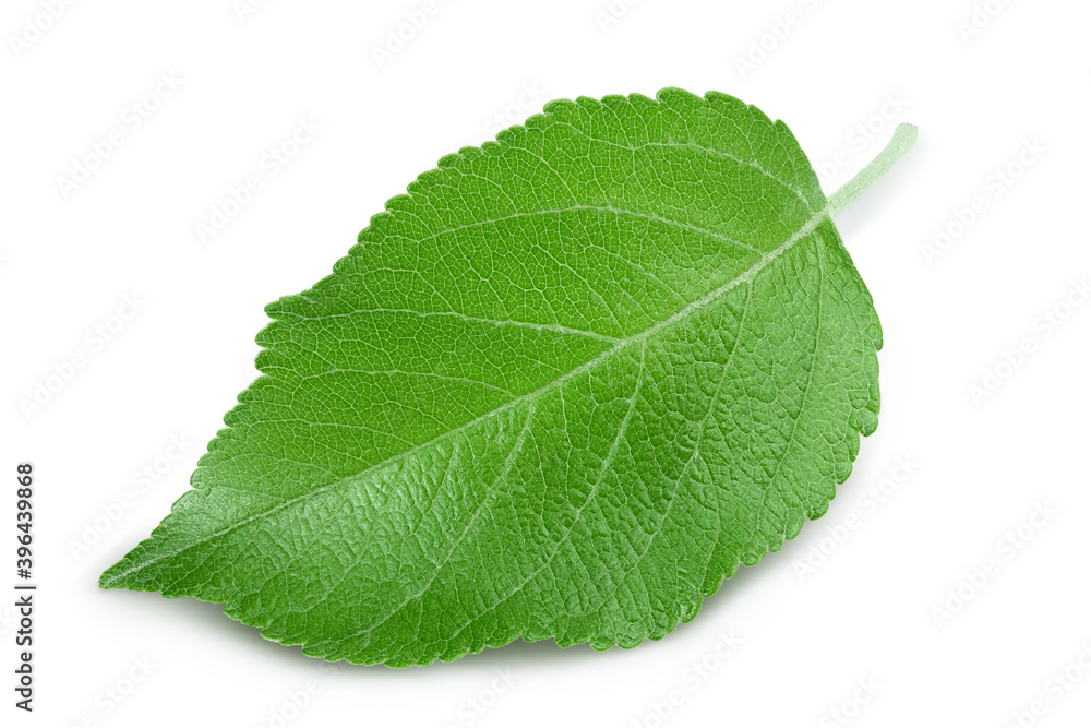 Obraz premium Apple leaf isolated on white background with clipping path.