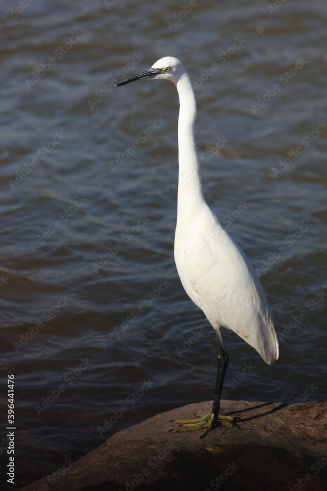 Seidenreiher / Little Egret / Egretta garzetta Seidenreiher / Little Egret / Egretta garzetta