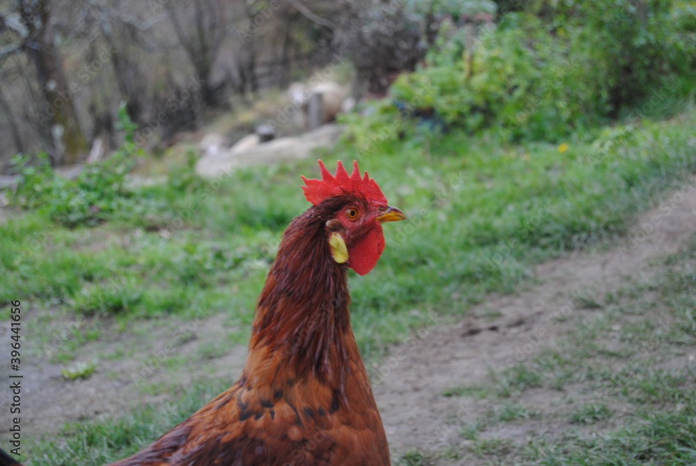 Fototapeta premium rooster in the field