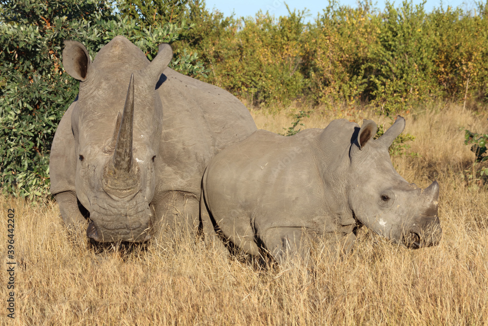Breitmaulnashorn / Square-lipped Rhinoceros / Ceratotherium Simum Breitmaulnashorn / Square-lipped Rhinoceros / Ceratotherium Simum