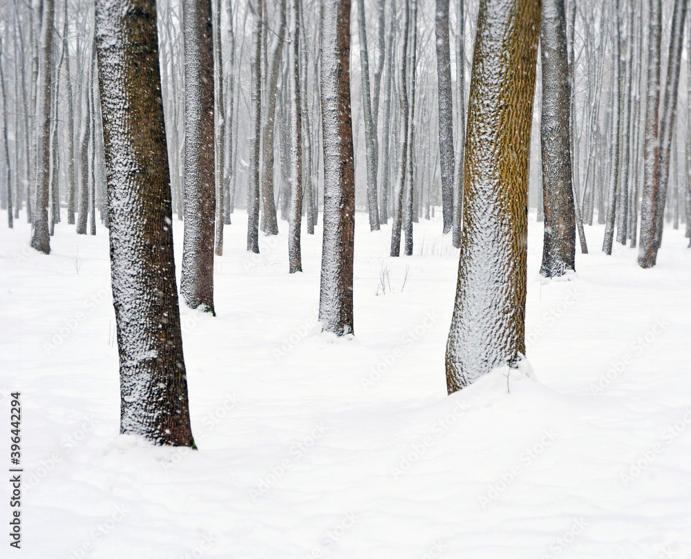 Fototapeta premium Winter. Forest or park during a blizzard.