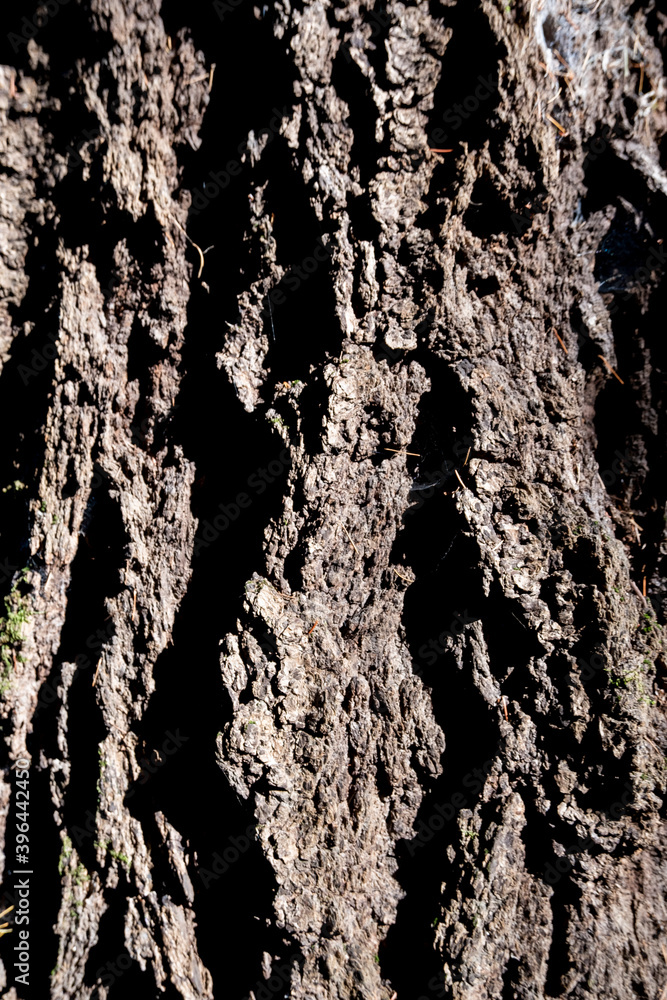 Tree bark Texture Tree bark Texture