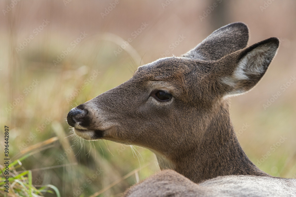 Female white-tailed deer in autumn	