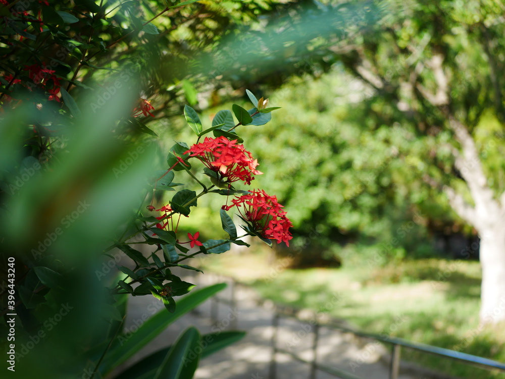 複数の赤い花、前ボケ