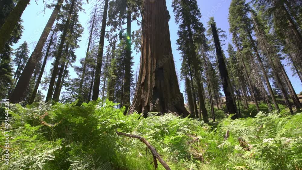 Sequoia Trees Dolly And Pan Shot Sequoia National Park Sierra Nevada Mountains California 13