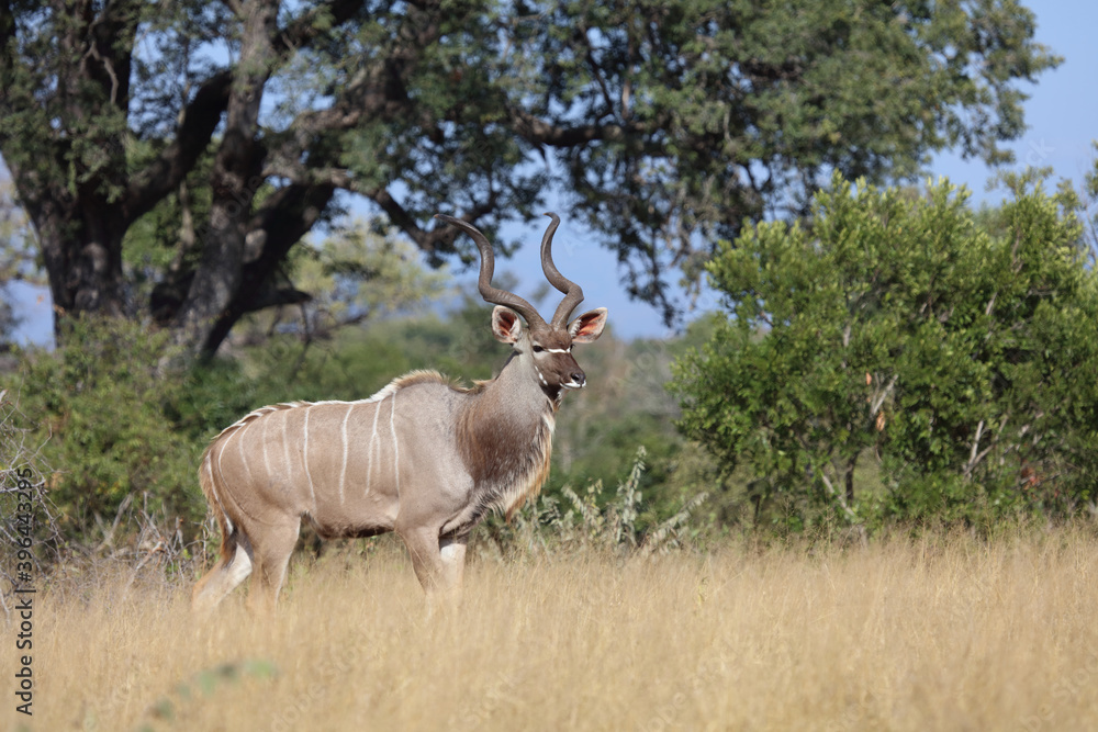Großer Kudu / Greater Kudu / Tragelaphus strepsiceros. Großer Kudu / Greater Kudu / Tragelaphus strepsiceros.