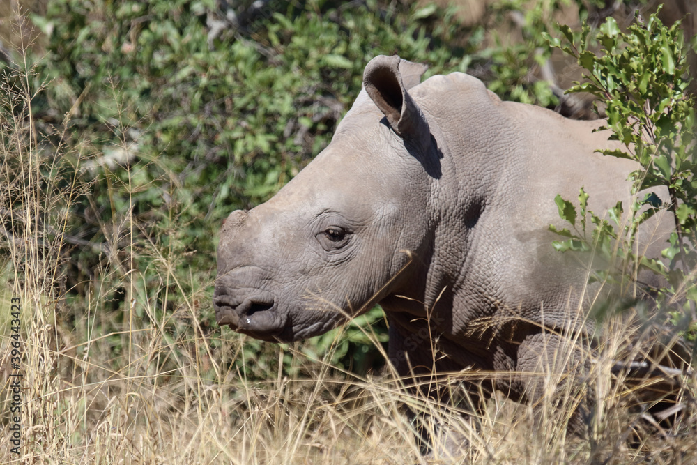 Breitmaulnashorn / Square-lipped Rhinoceros / Ceratotherium Simum Breitmaulnashorn / Square-lipped Rhinoceros / Ceratotherium Simum