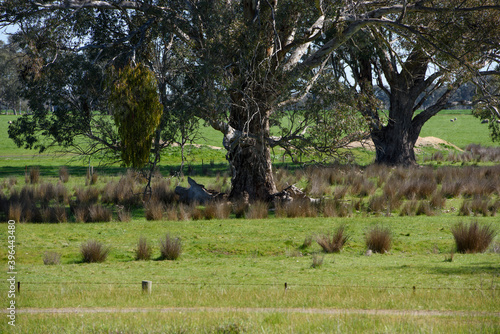 The Town of Dookie, Victoria, Australia in Spring photo