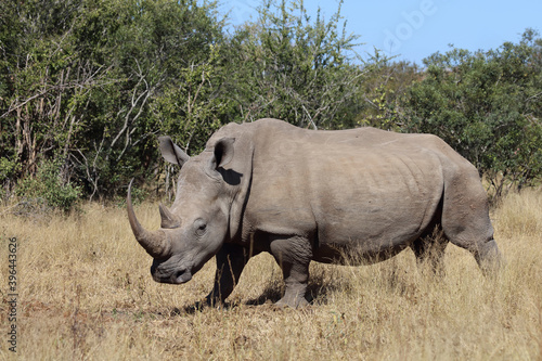 Breitmaulnashorn   Square-lipped rhinoceros   Ceratotherium Simum