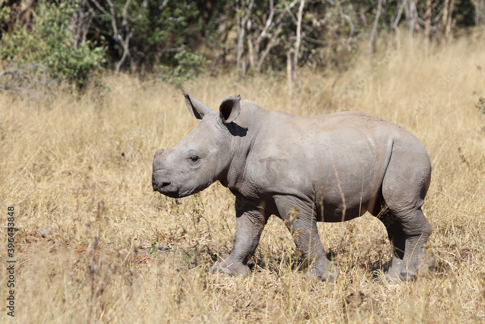 Breitmaulnashorn / Square-lipped Rhinoceros / Ceratotherium Simum Breitmaulnashorn / Square-lipped Rhinoceros / Ceratotherium Simum