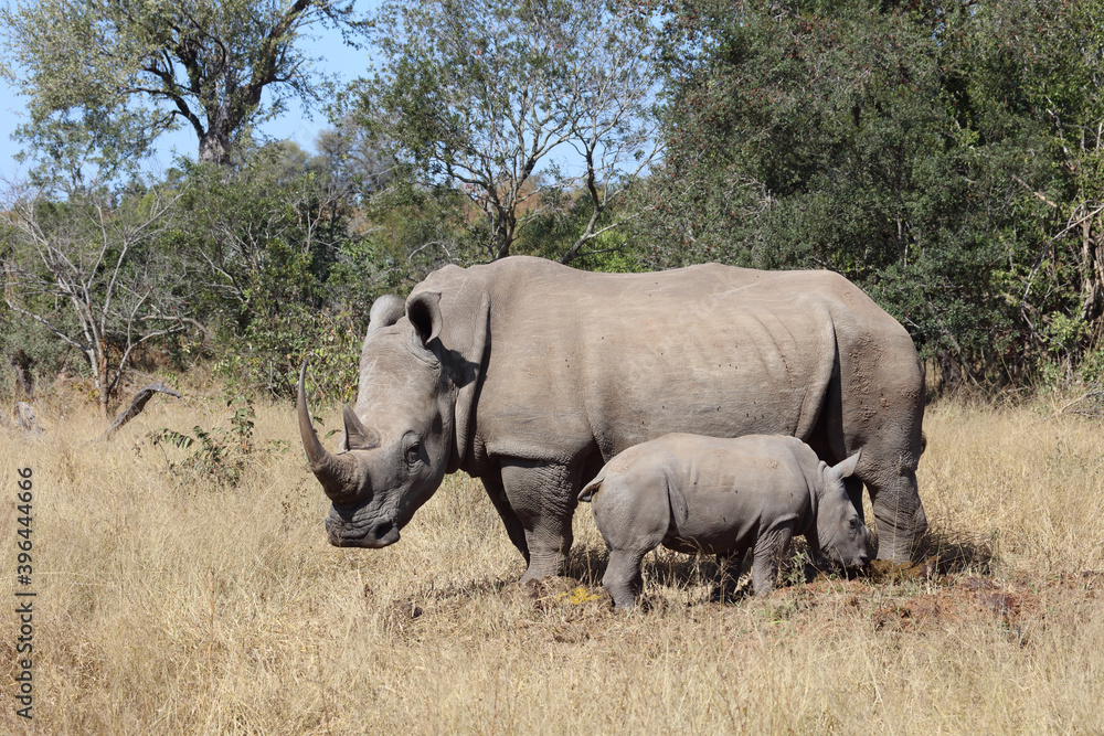 Breitmaulnashorn / Square-lipped Rhinoceros / Ceratotherium Simum Breitmaulnashorn / Square-lipped Rhinoceros / Ceratotherium Simum