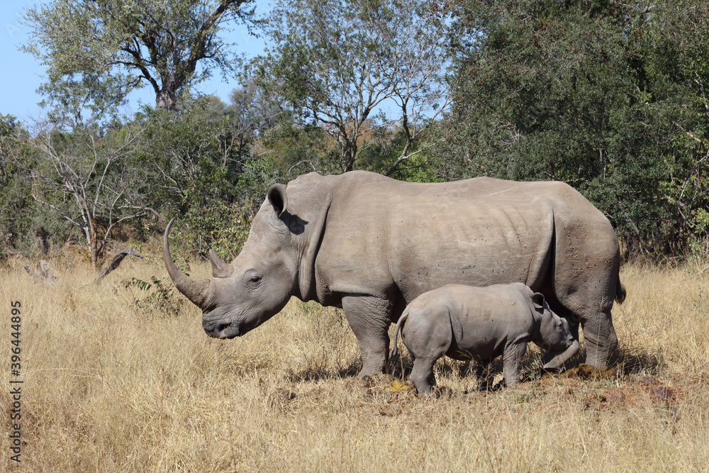 Breitmaulnashorn / Square-lipped Rhinoceros / Ceratotherium Simum Breitmaulnashorn / Square-lipped Rhinoceros / Ceratotherium Simum