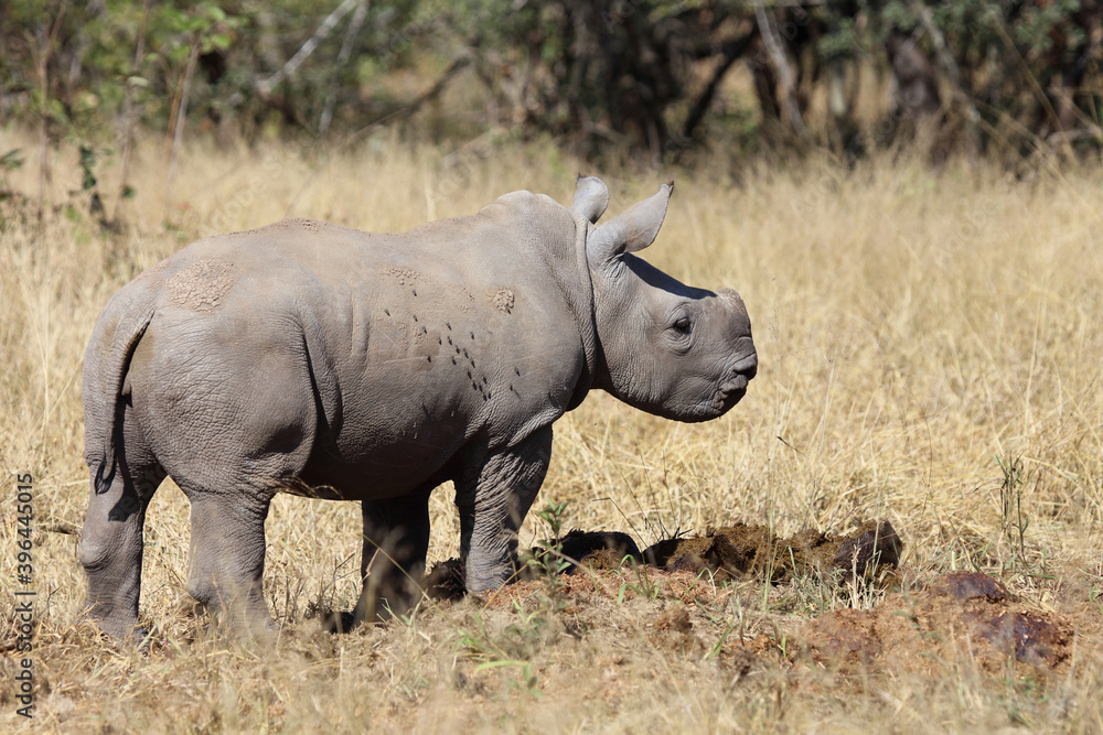 Breitmaulnashorn / Square-lipped Rhinoceros / Ceratotherium Simum Breitmaulnashorn / Square-lipped Rhinoceros / Ceratotherium Simum