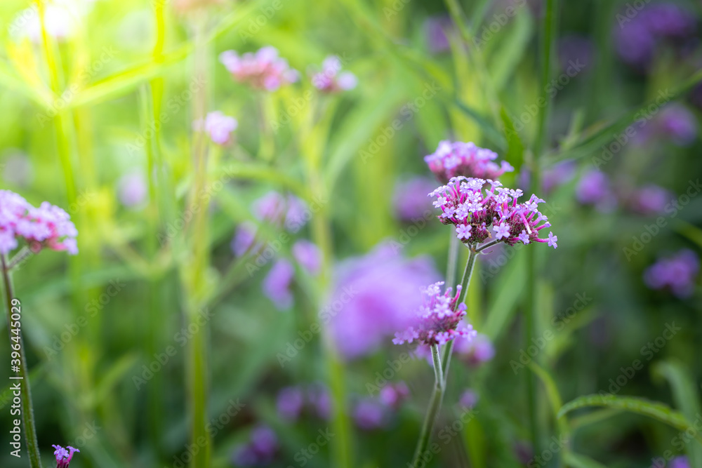 The background image of the colorful flowers The background image of the colorful flowers