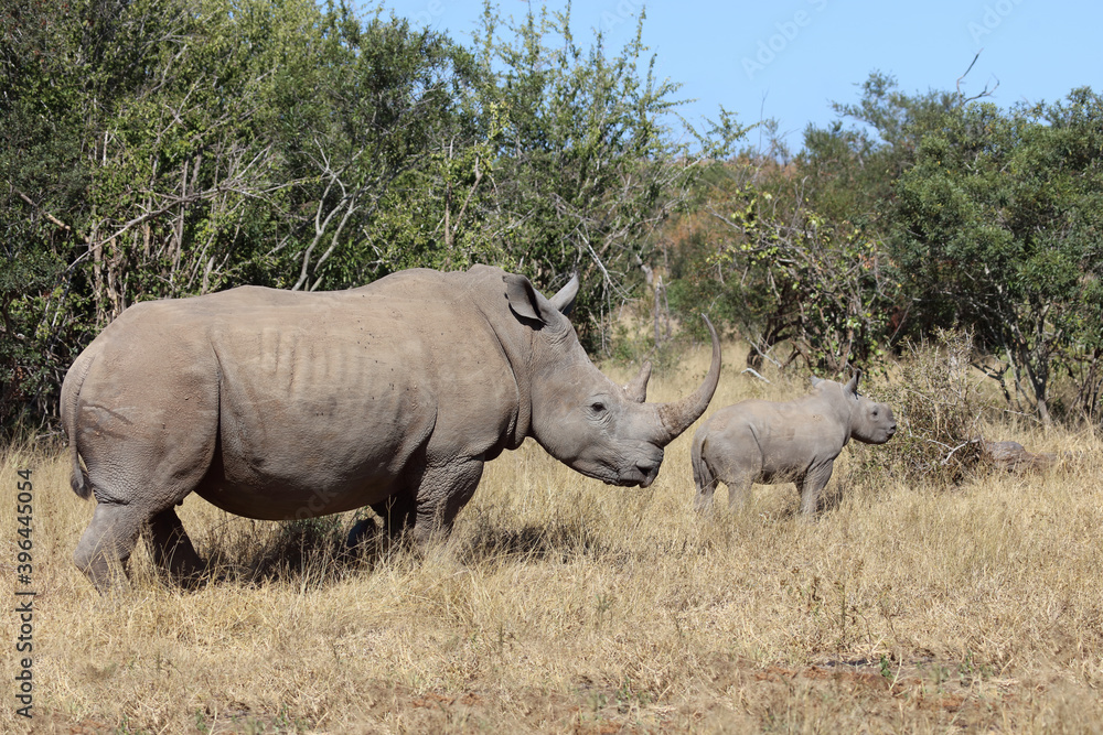 Breitmaulnashorn / Square-lipped Rhinoceros / Ceratotherium Simum Breitmaulnashorn / Square-lipped Rhinoceros / Ceratotherium Simum