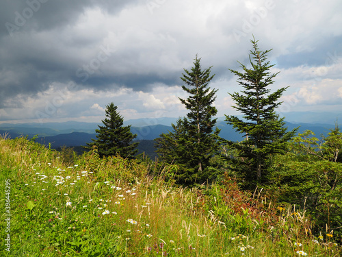 Three Trees - Mountain Top Pines and Wildflowers.