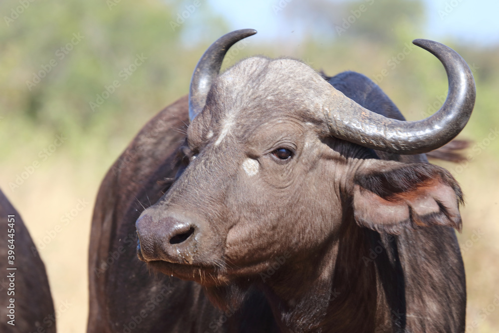 Kaffernbüffel / Buffalo / Syncerus caffer Kaffernbüffel / Buffalo / Syncerus caffer
