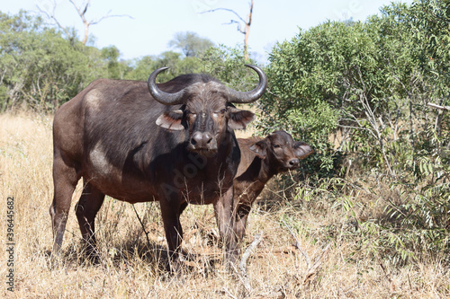 Kaffernbüffel / Buffalo / Syncerus caffer.