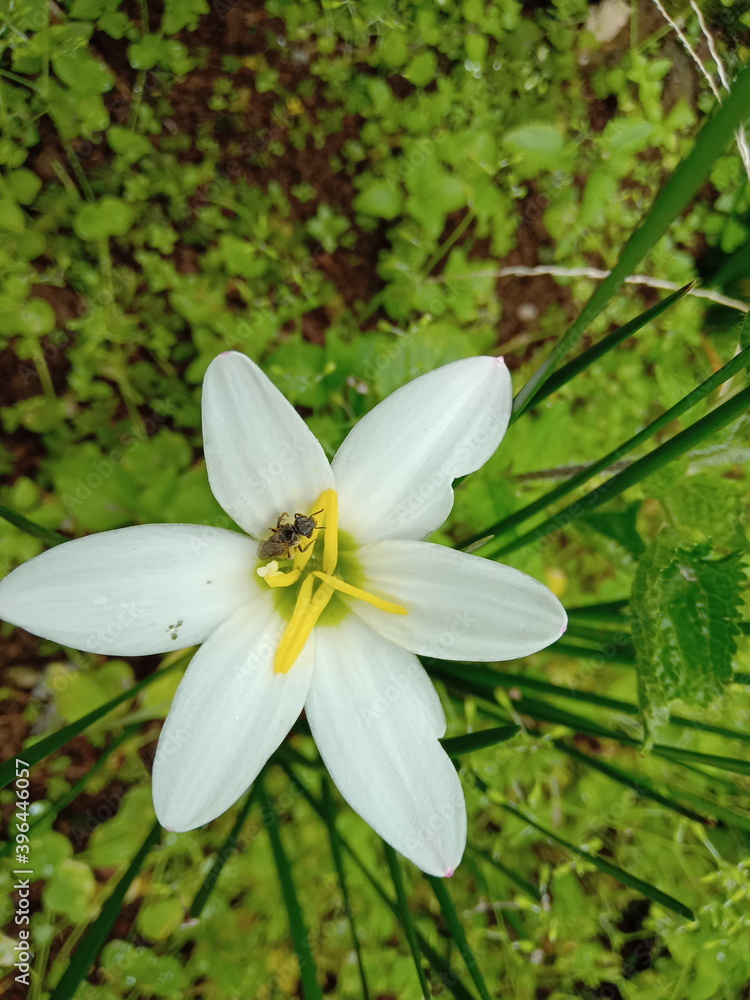 Fototapeta premium white flower in the garden