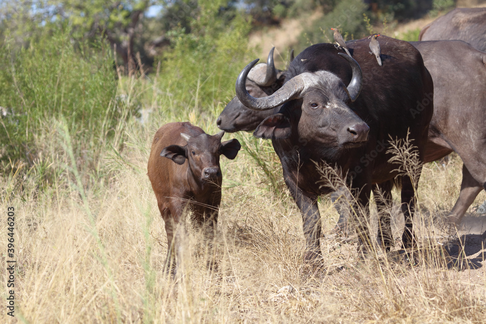 Kaffernbüffel / Buffalo / Syncerus caffer........ Kaffernbüffel / Buffalo / Syncerus caffer........